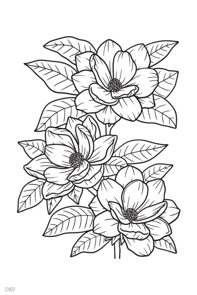 Coloriage Adulte MAGNOLIA